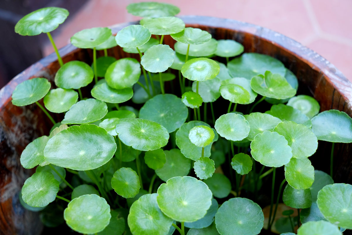 風(fēng)水植物